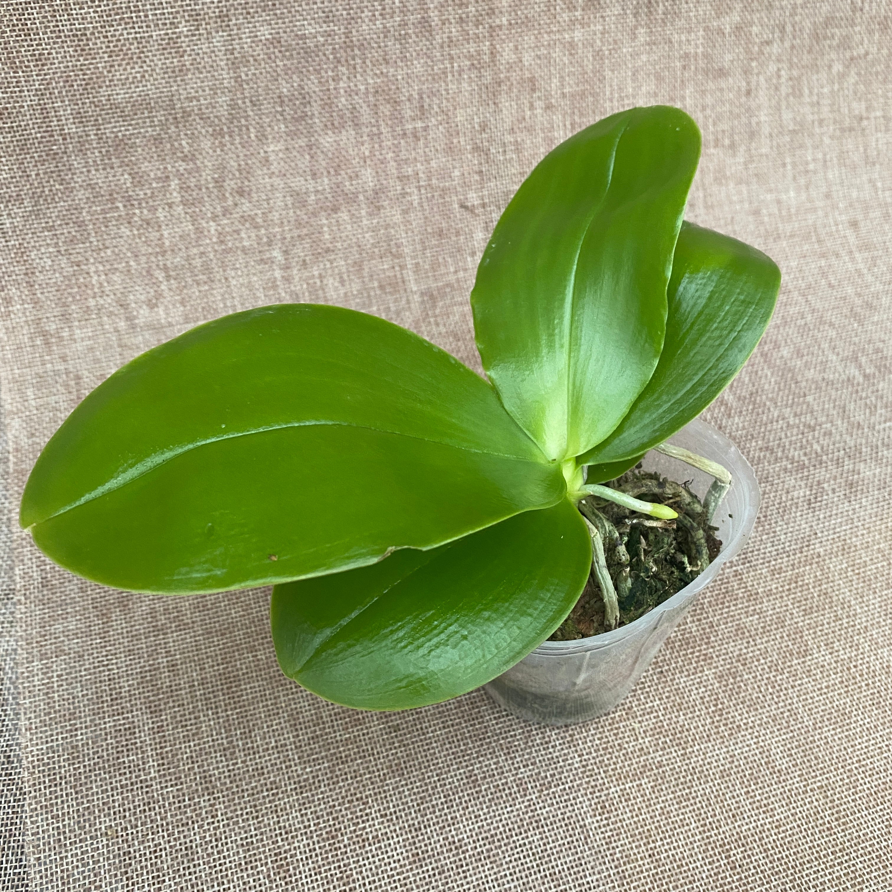 Phalaenopsis Miki Sabina '803'