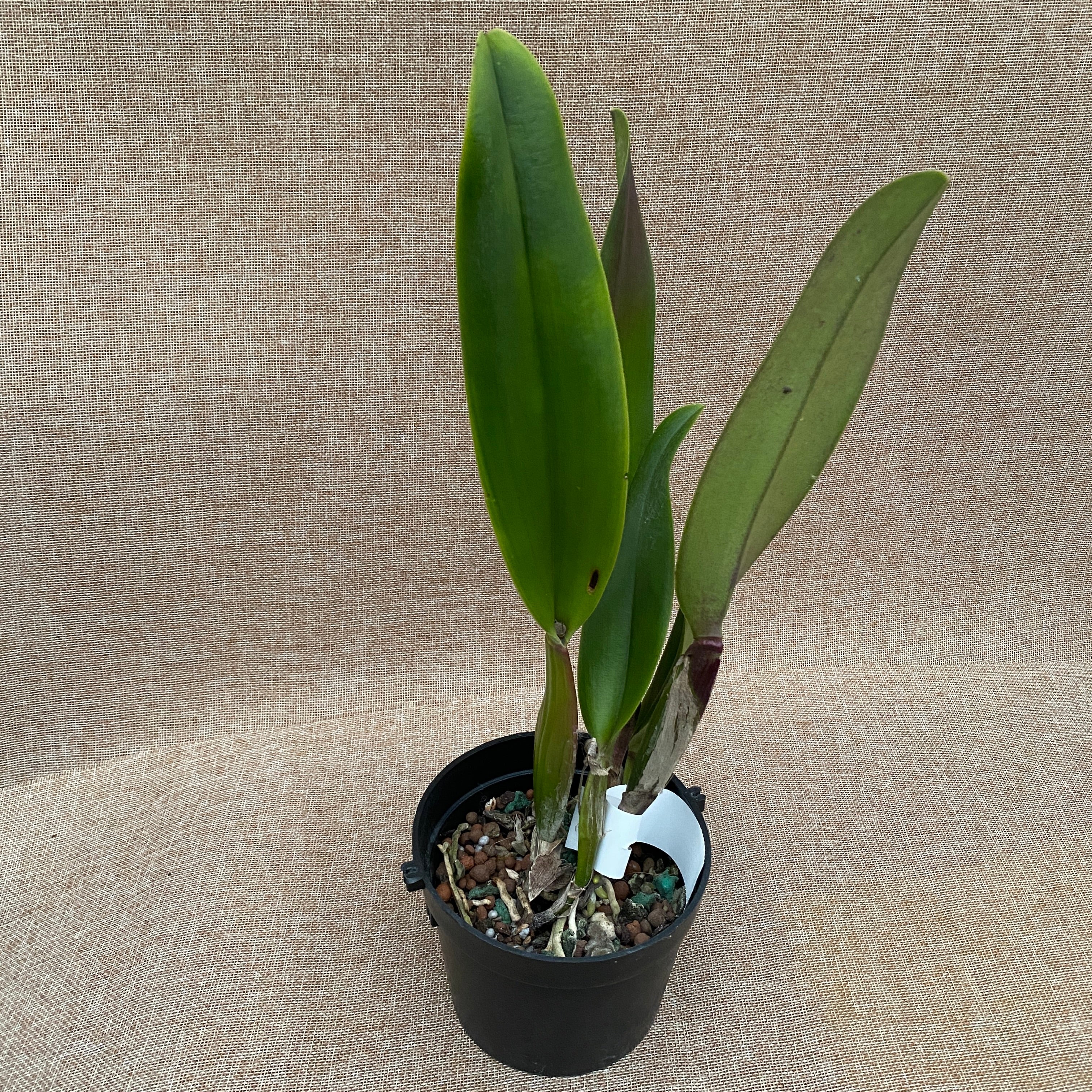 Rlc. Village Chief Tearoom 'New Taiwan King' profumata