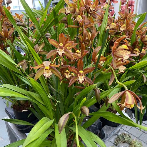 Dišeči Cymbidium Schroeder