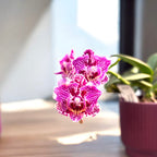 Phalaenopsis Lianher Happy Go (pelorisch)