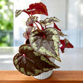 Begonia Ignita