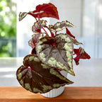 Begonia Ignita