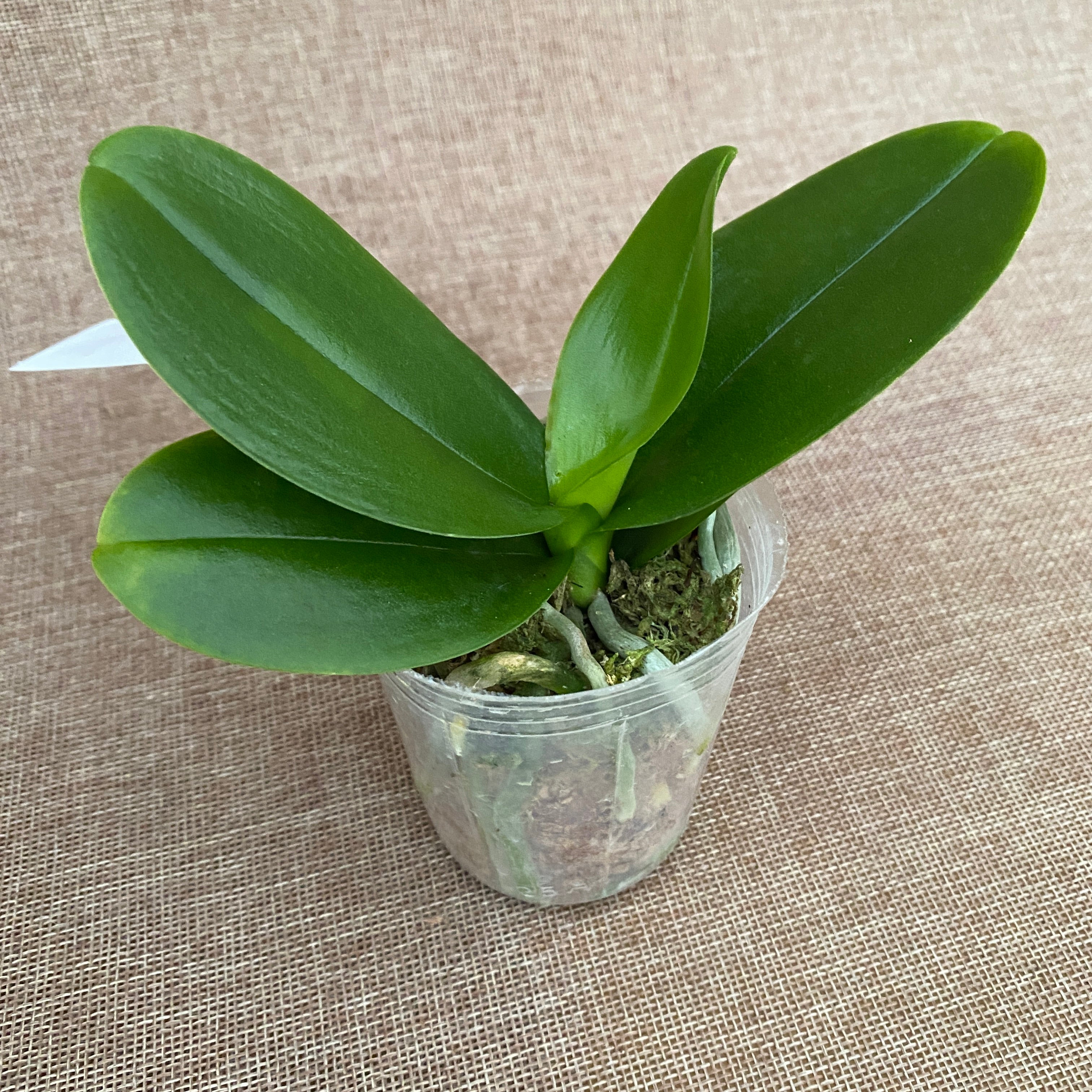 Phalaenopsis Miki Mouse (peloric)