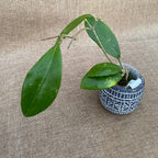 Hoya mindorensis 'ut 042' *flori parfumate