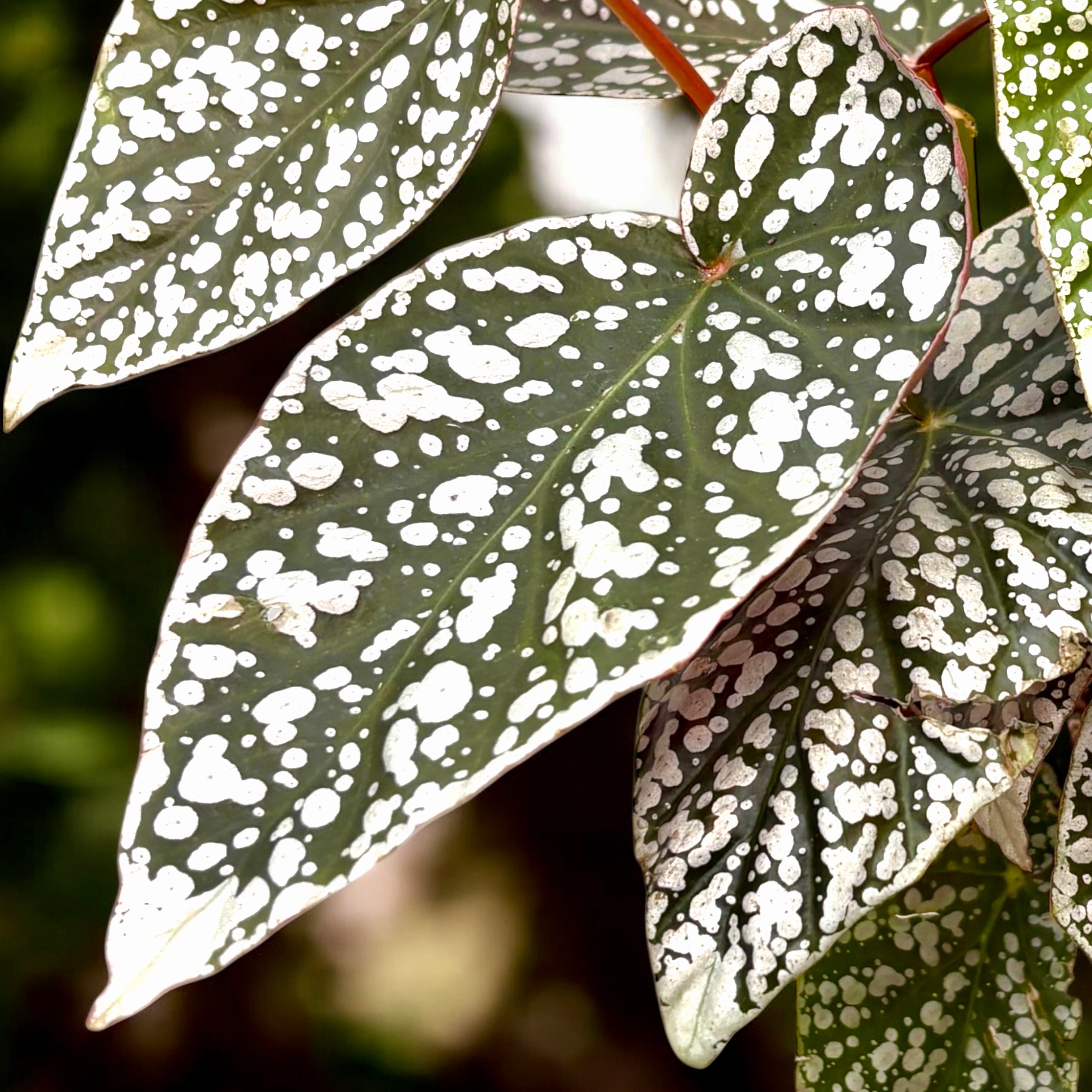 Begonia 'Snow Capped' - frunze argintii spectaculoase – Secret