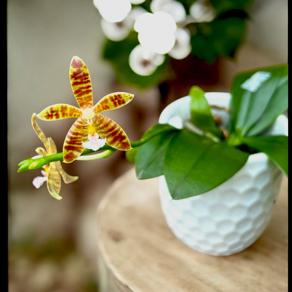Phalaenopsis Almanis '3045' (mannii × tetraspis)