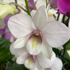 Dendrobium Phalaenopsis Konfetti Überraschung