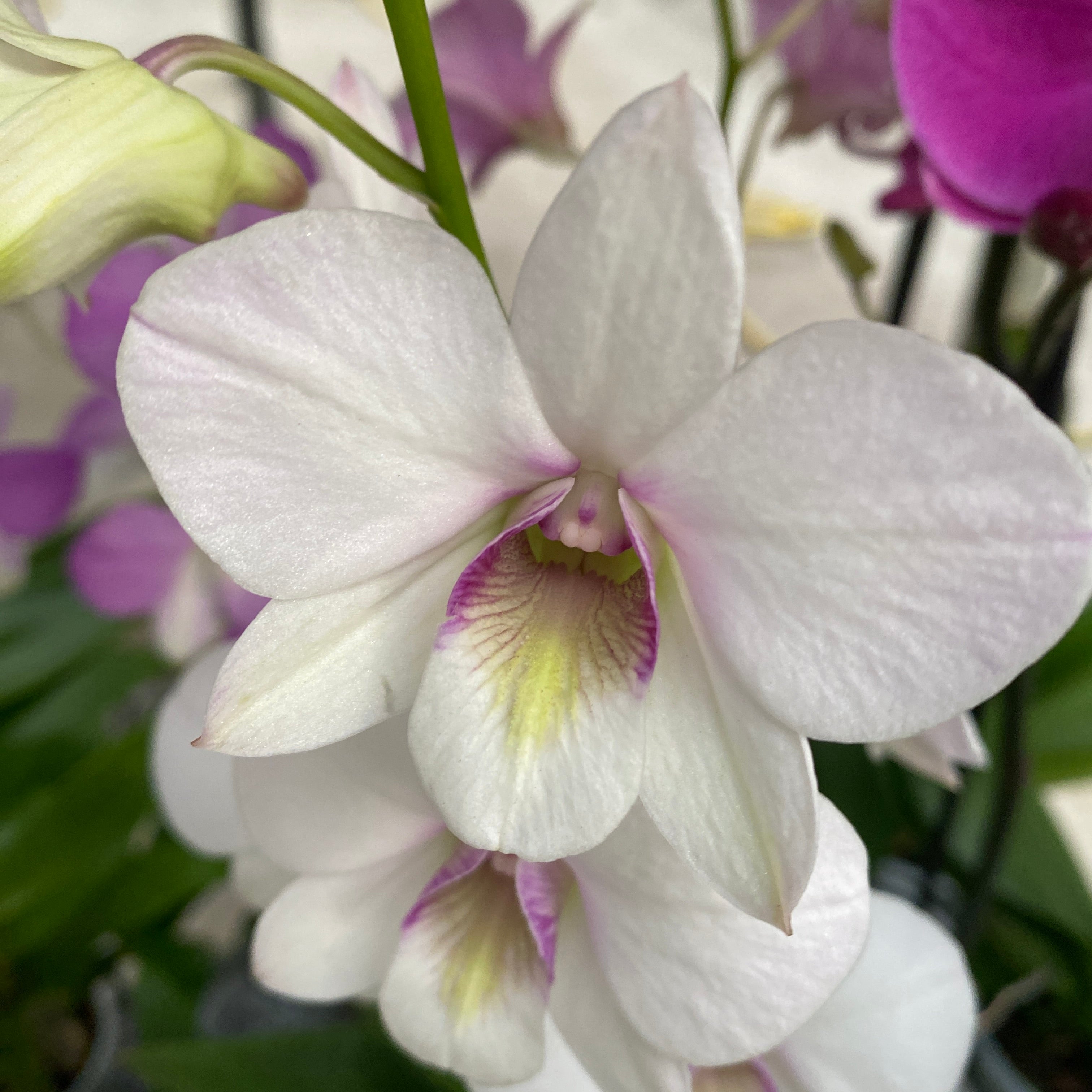 Dendrobium Phalaenopsis Konfetti Überraschung