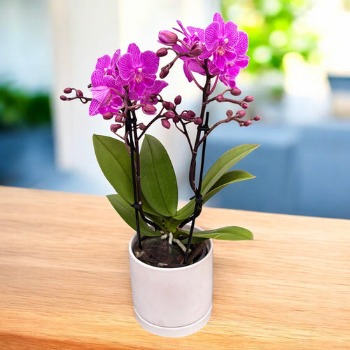 Phalaenopsis Cassion big lip