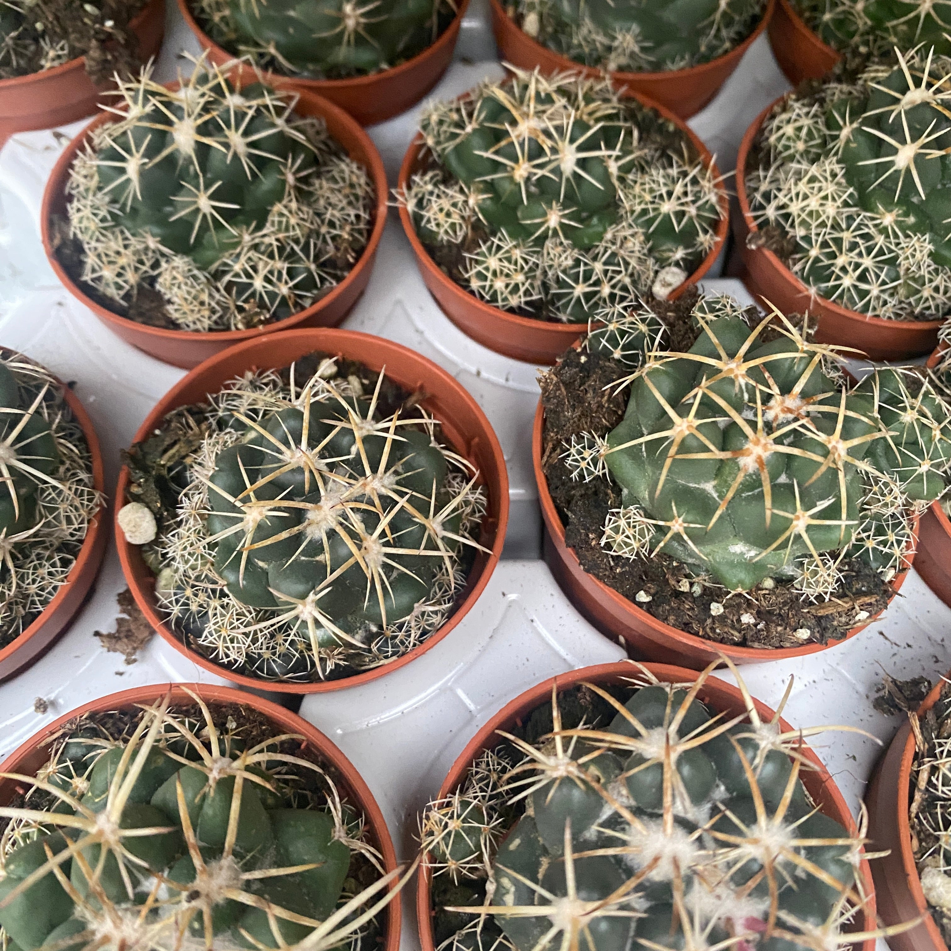 Coryphantha Elephantidens