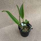 RIc. Taiwan Yi Mei 'Crazy Night' parfumata