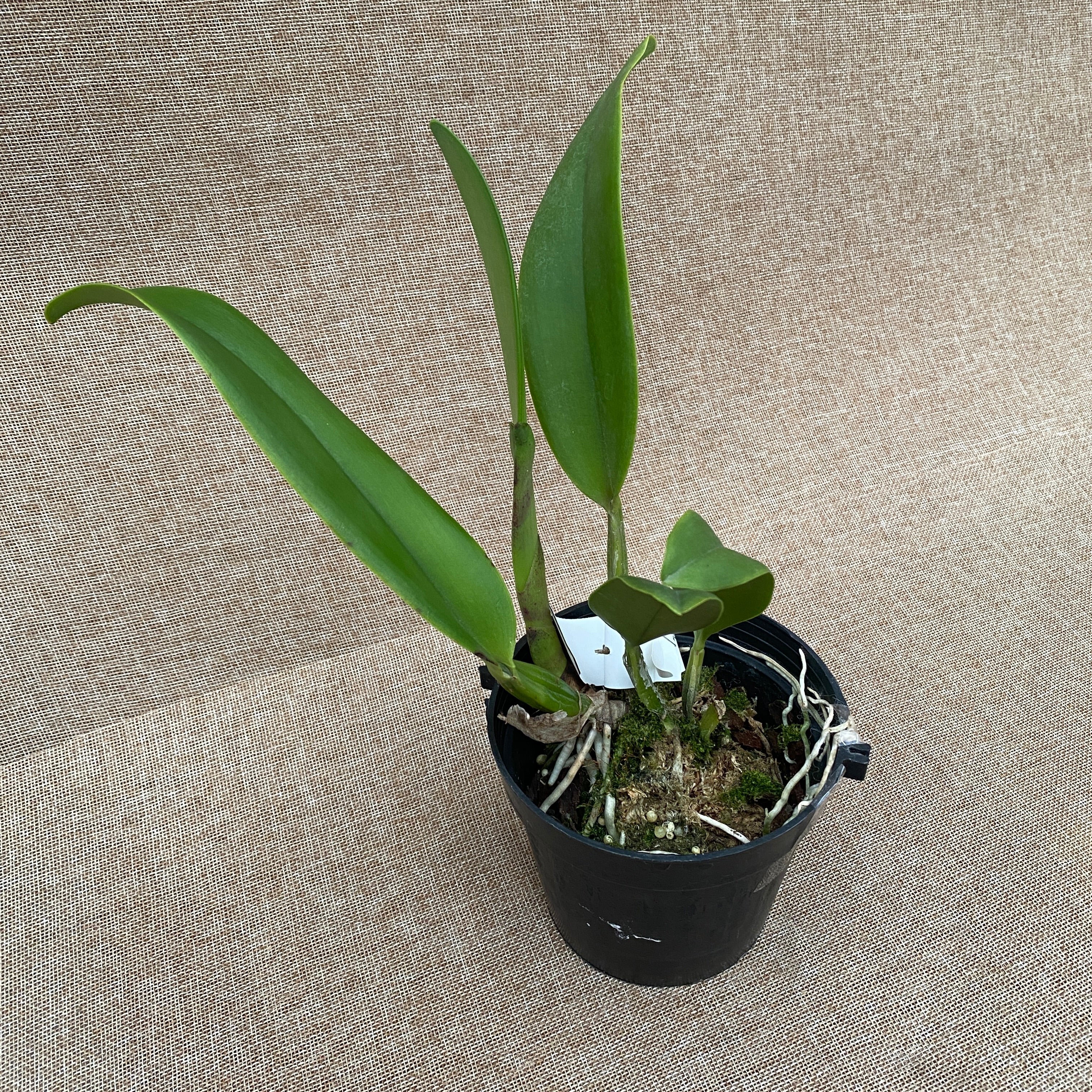 RIc. Taiwan Yi Mei 'Crazy Night' parfumata