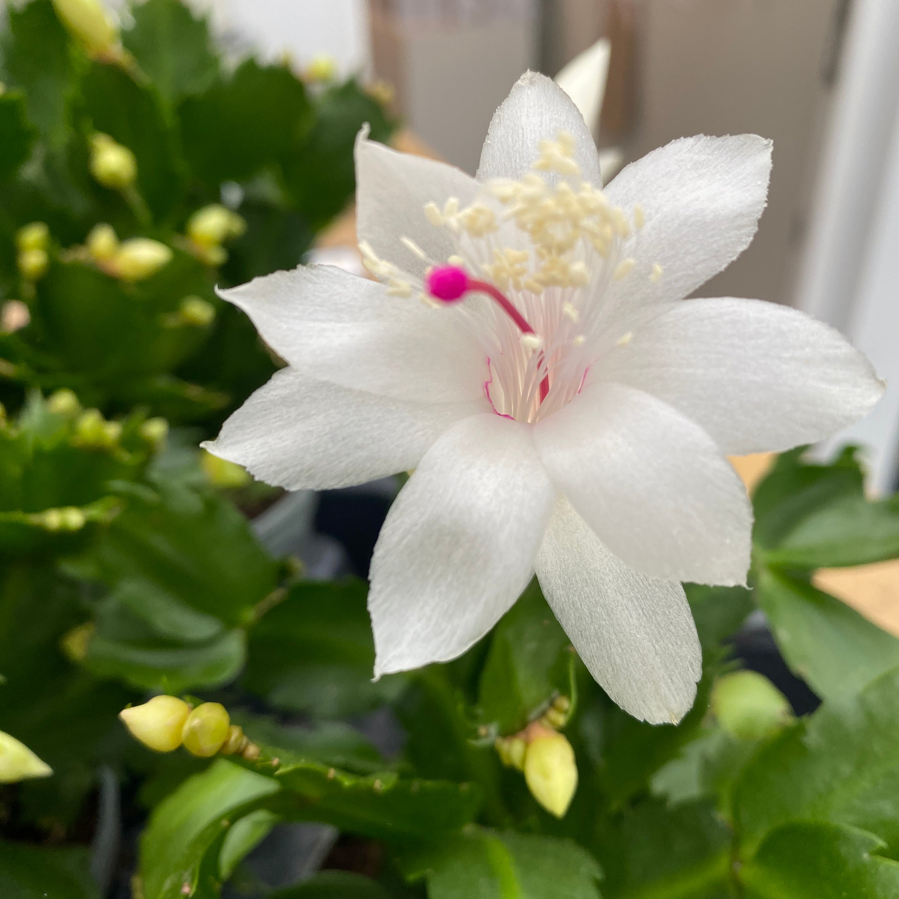 Schlumbergera 'White Brazil' (Craciunita alba) 2pp