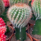 Gymnocalycium mix - Színes oltott kaktuszok (Gymnocalycium mihanovichii Japan)