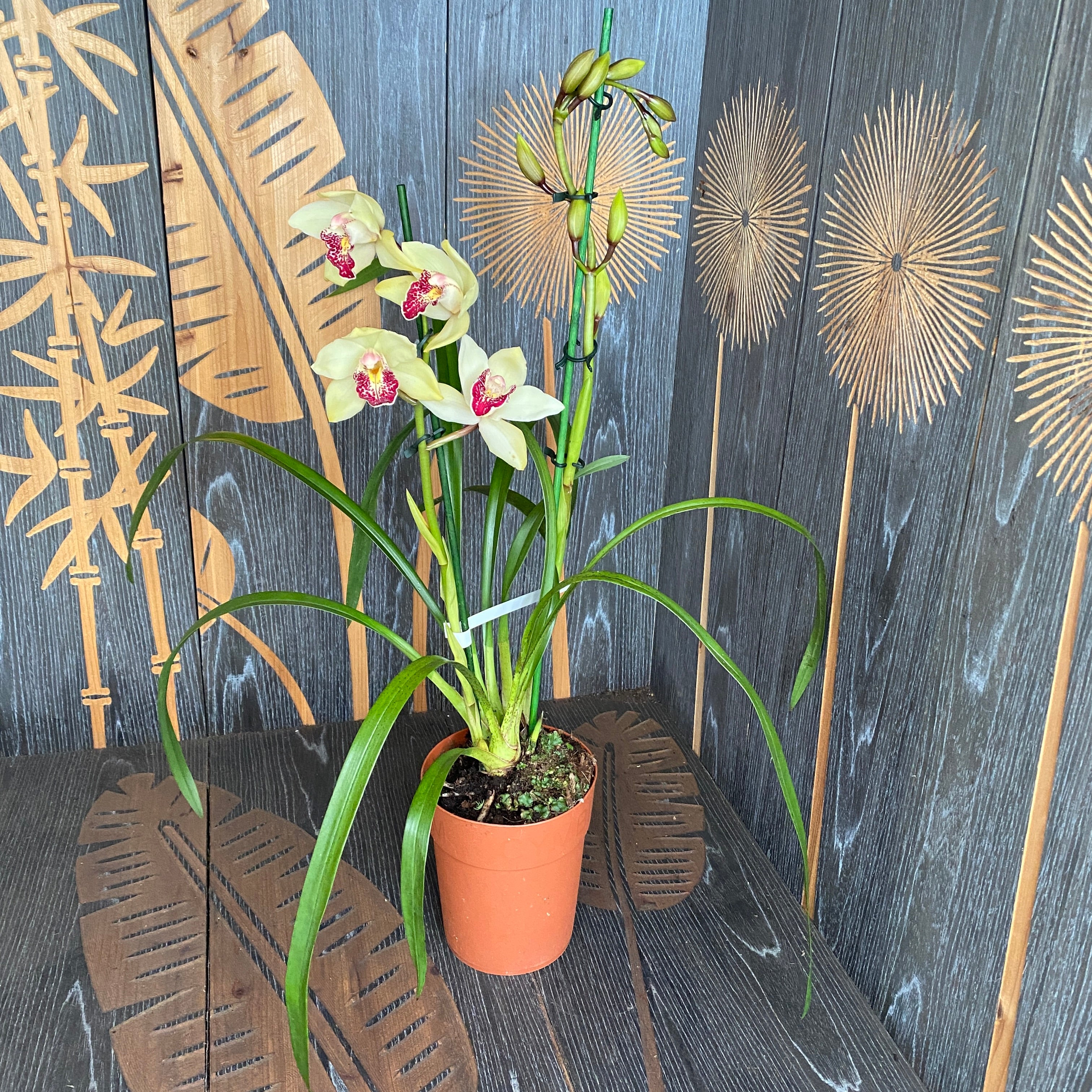 Cymbidium Summer Pearl 'Shirley'