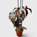 Begonia Garnet - exemplare XL