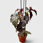 Begonia Garnet - exemplare XL