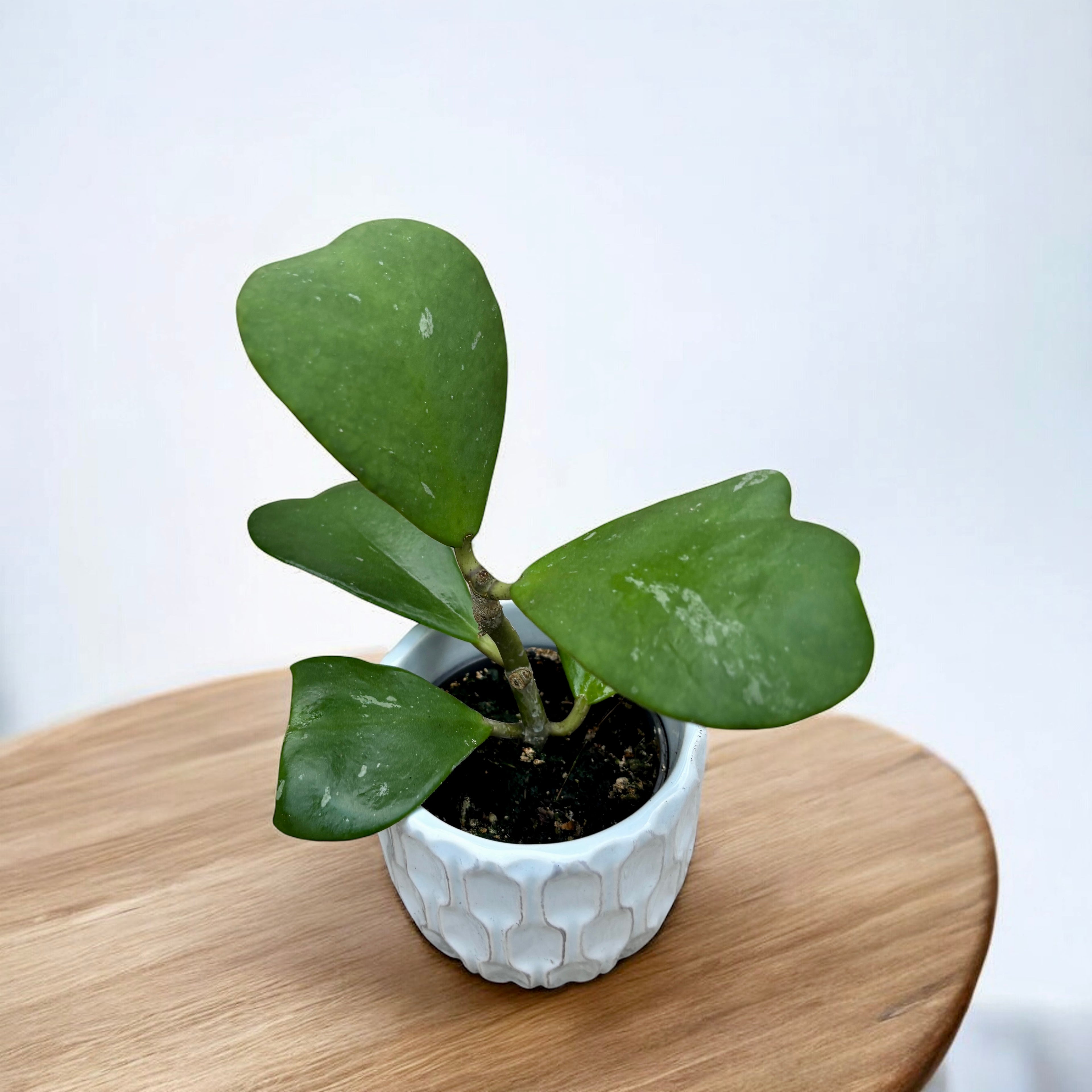 Hoya kerrii - frunze in forma de inima