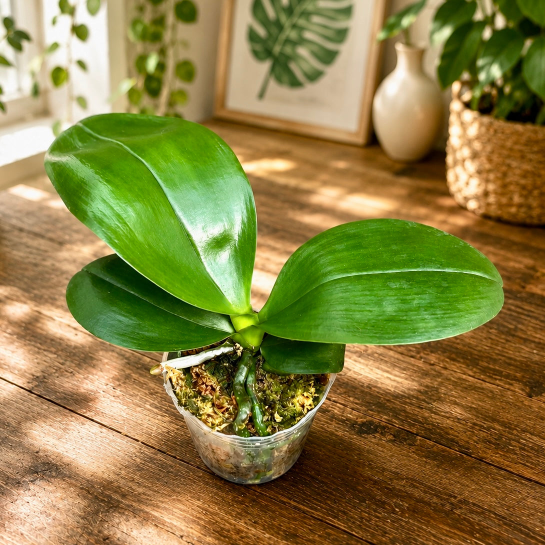 Phalaenopsis Mituo Diamond - flori parfumate