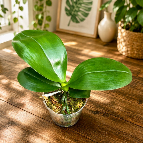 Phalaenopsis Mituo Diamond - flori parfumate