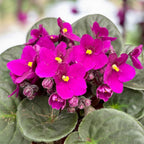 Saintpaulia Voila Red - African violets