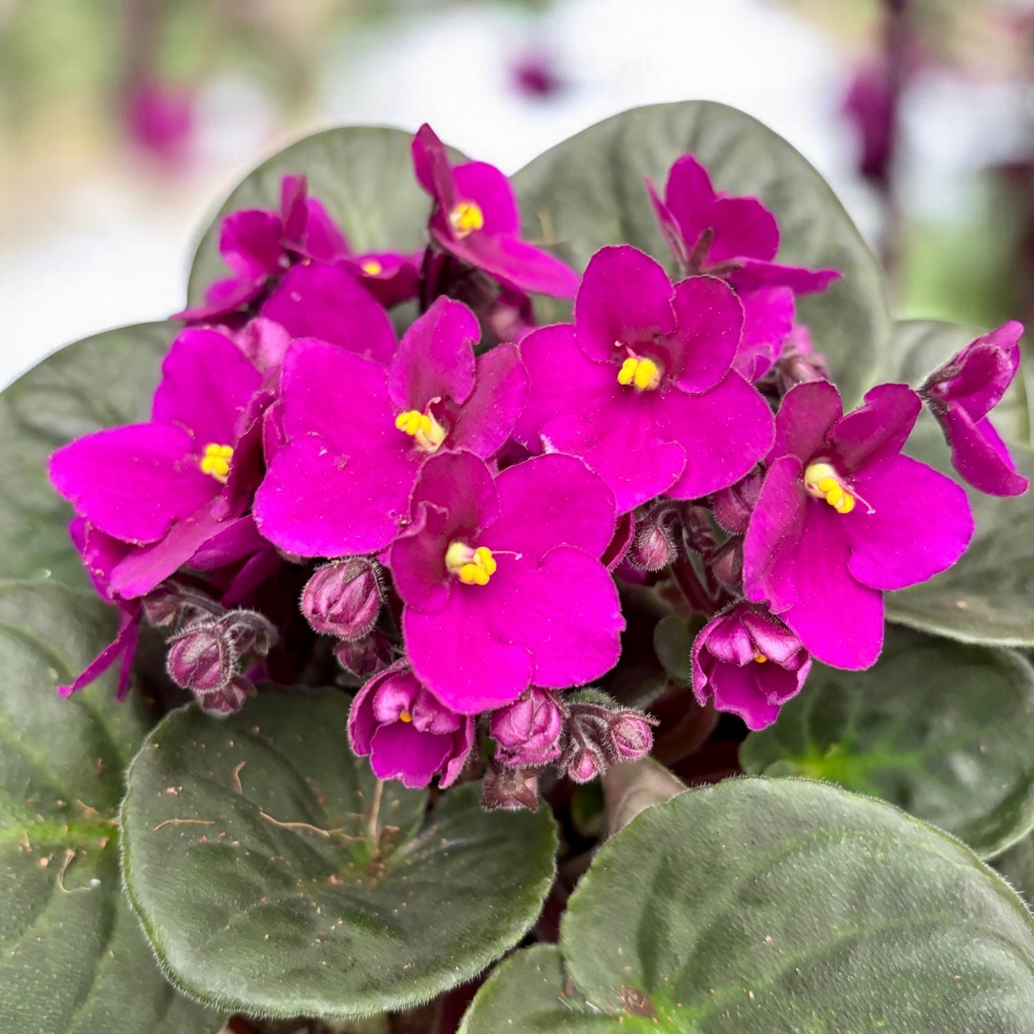 Saintpaulia Voila Red - africké fialky