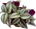 Tradescantia zebrina Silver (jeune plante) +3pp