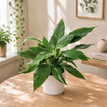 Spathiphyllum 'Diamond Variegata'