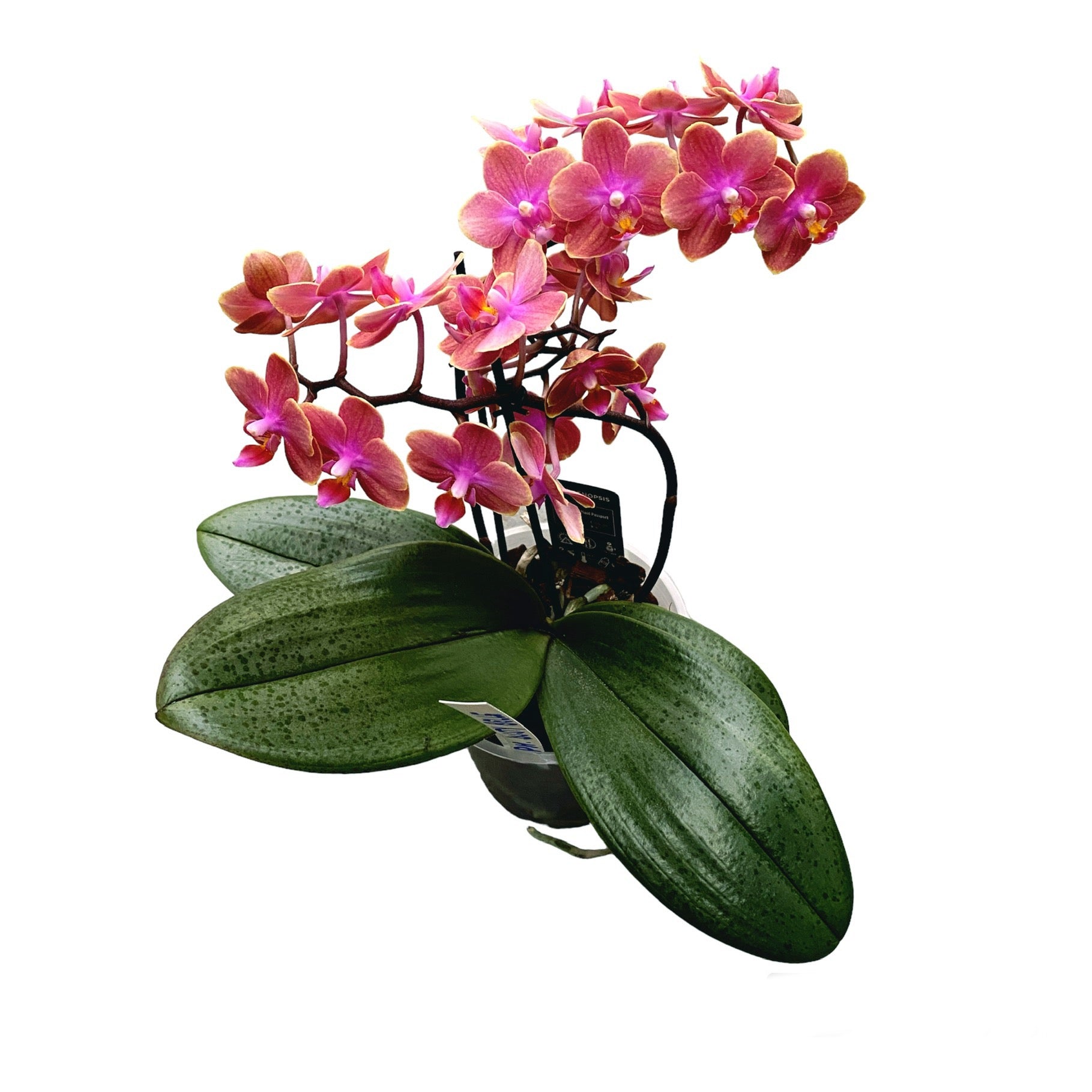 Phalaenopsis Dusty Belle D12 parfumée