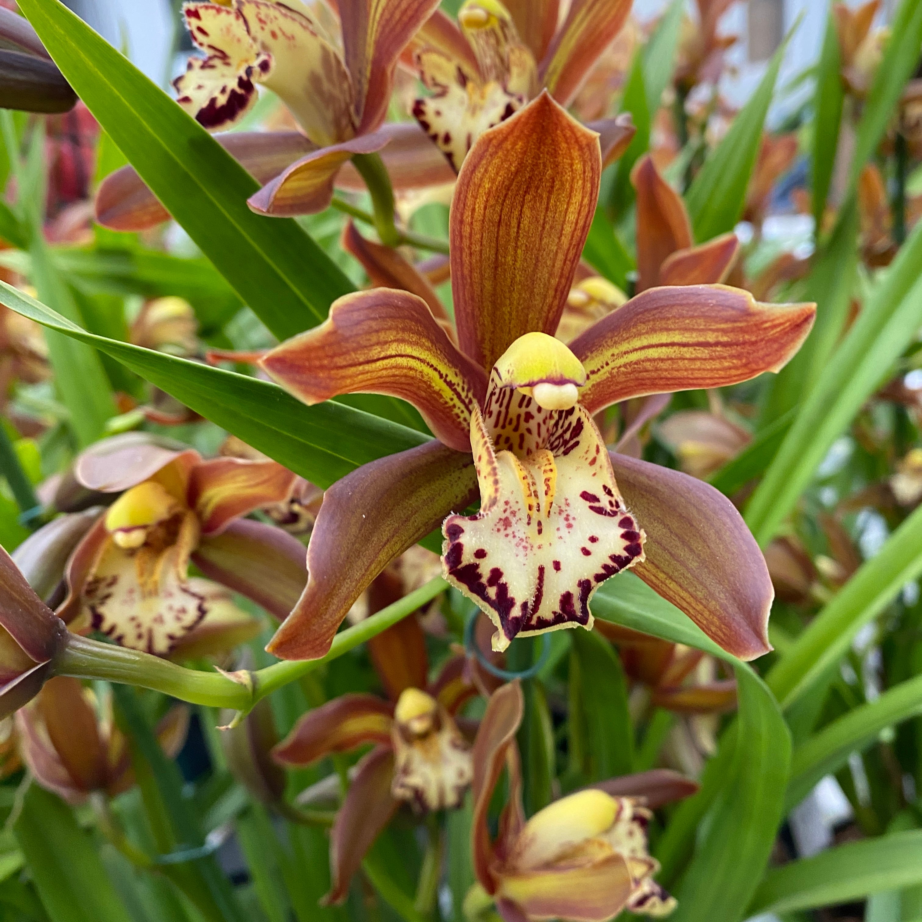 Cymbidium Schroeder parfumat