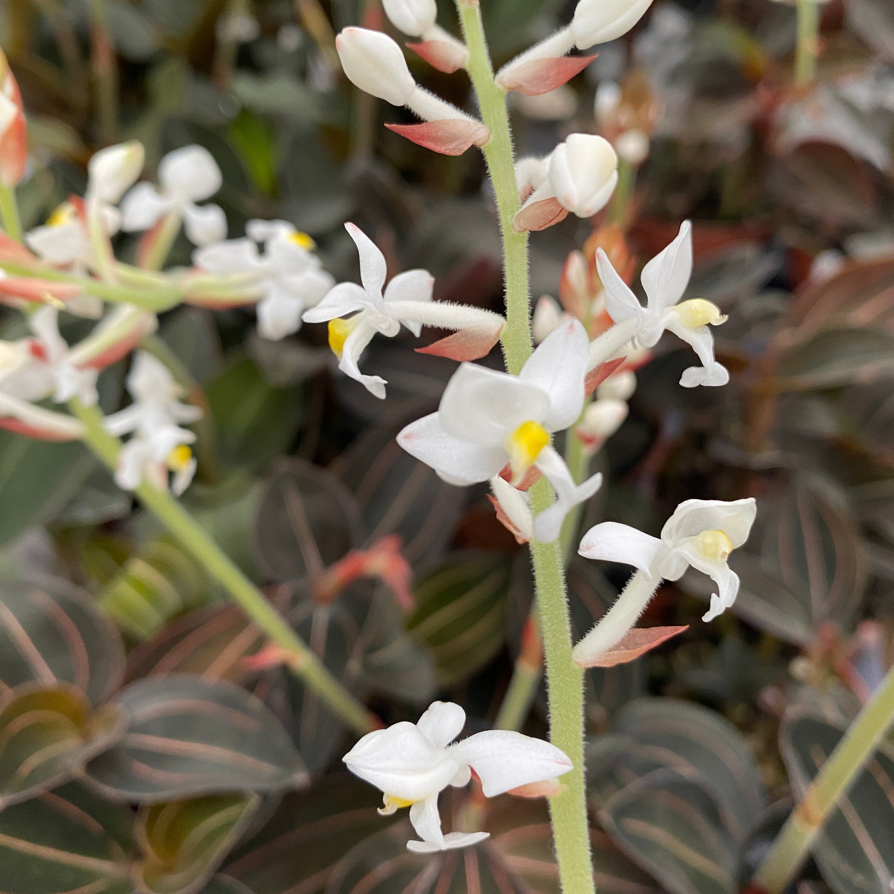 Ludisia discolor var. ordiana