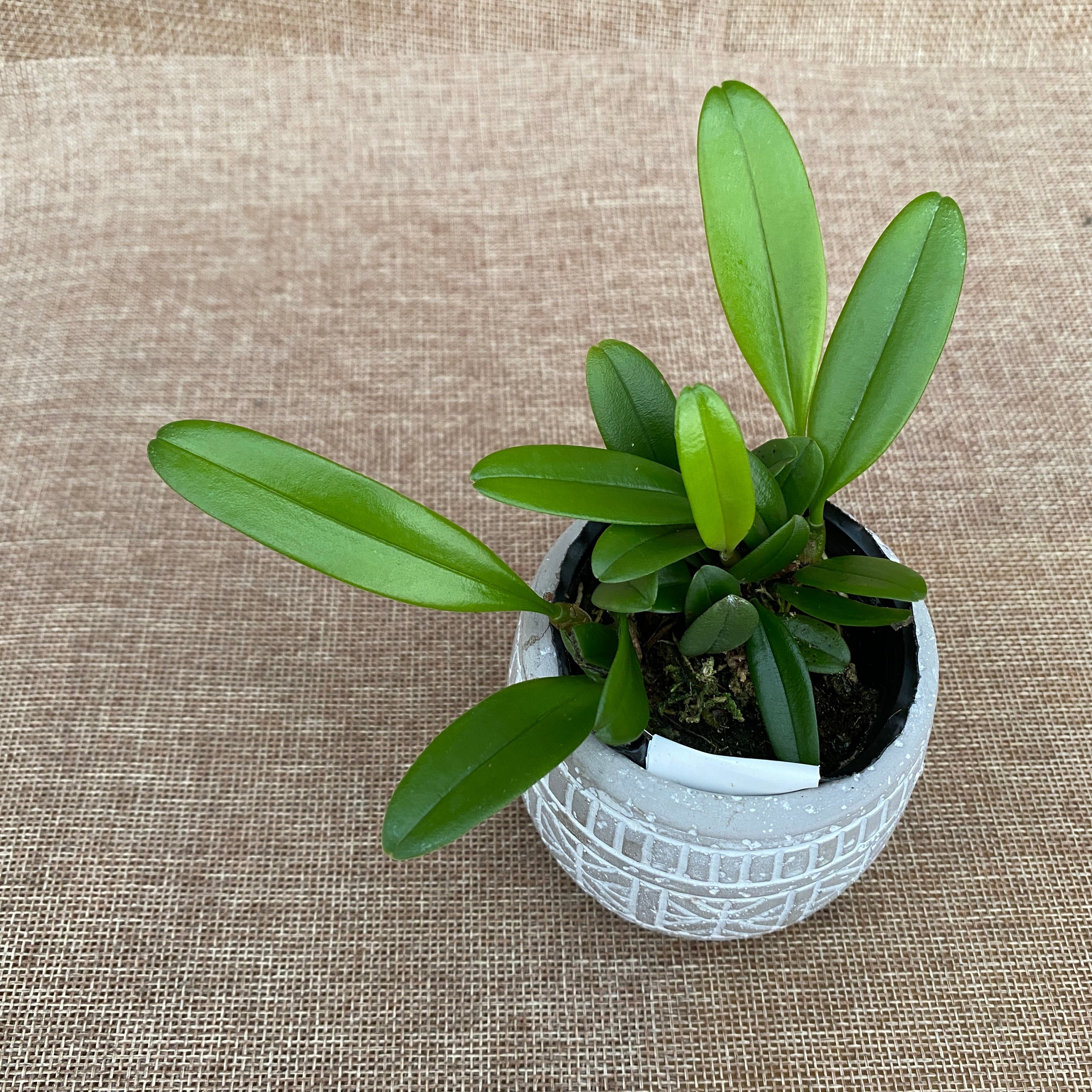 Bulbophyllum sikkimense