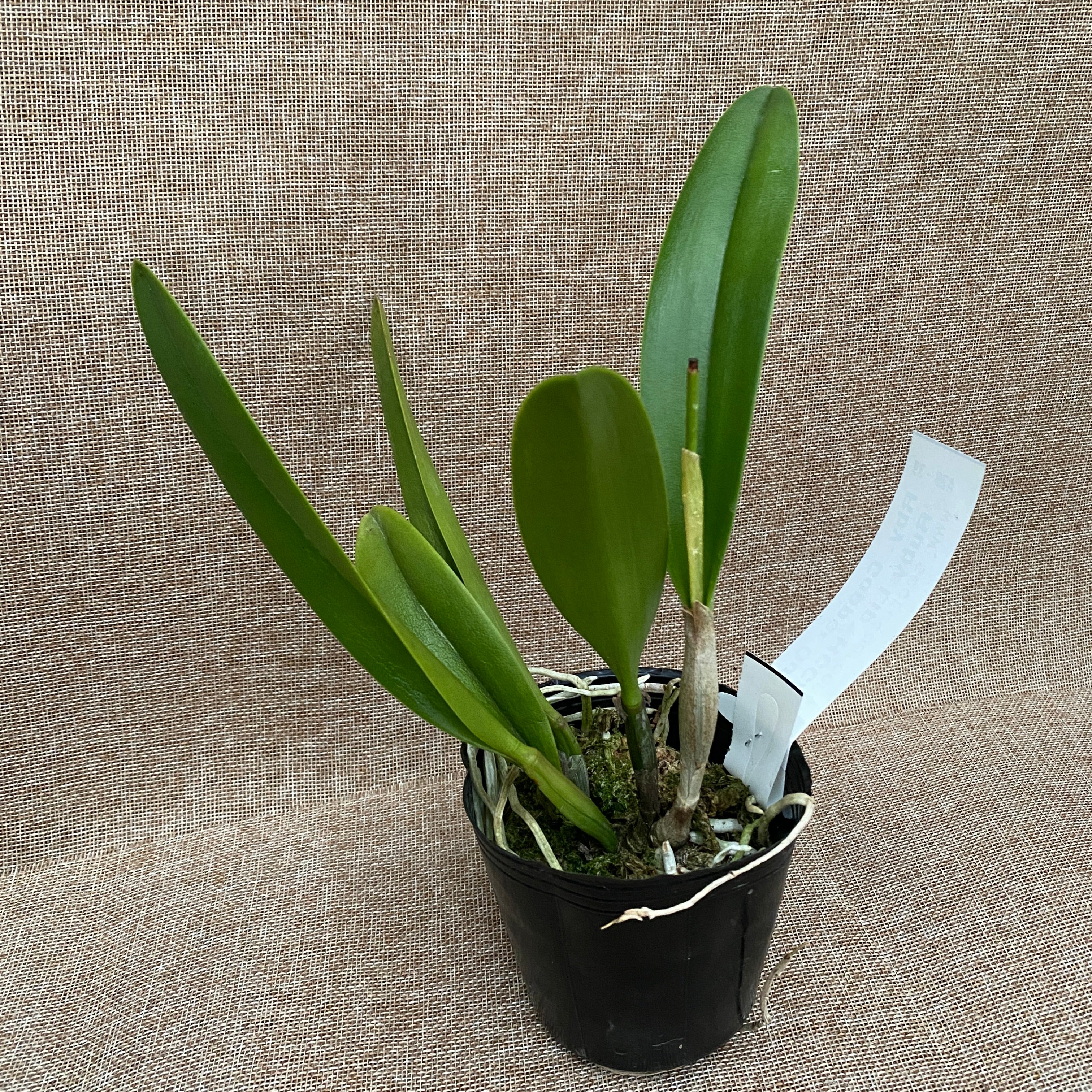 Rby. Copper Queen 'Ruby Lip' HCC/AOS *parfumata