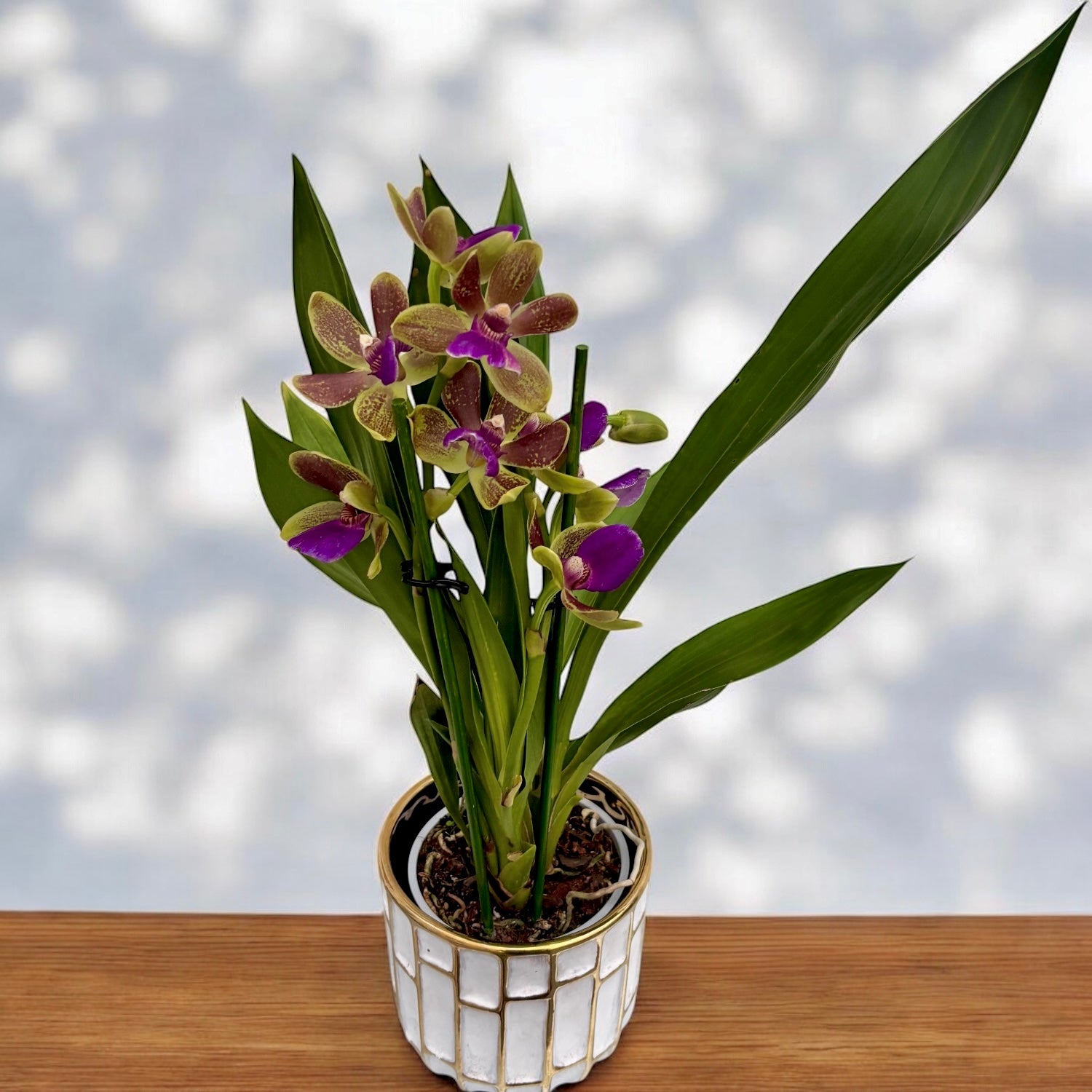 Zygopabstia Dragon Kitten 'Confusion'