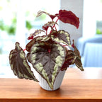 Begonia Ignita