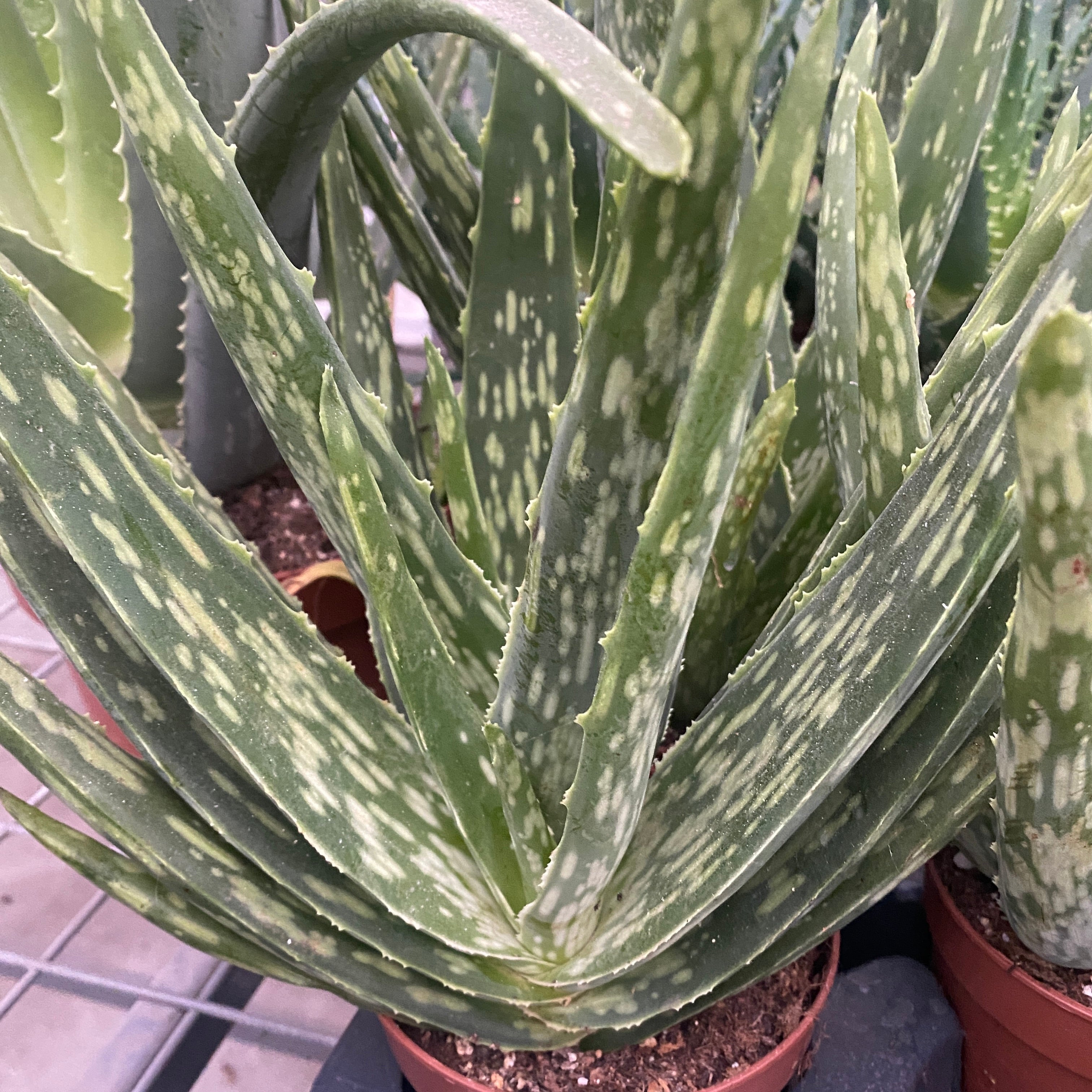 Aloe Vera Variegata