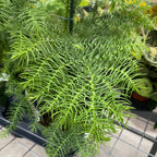 Araucaria heterophylla (Norfolk Island den) D14/15