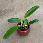 Cattleya lueddemanniana var. coerulea