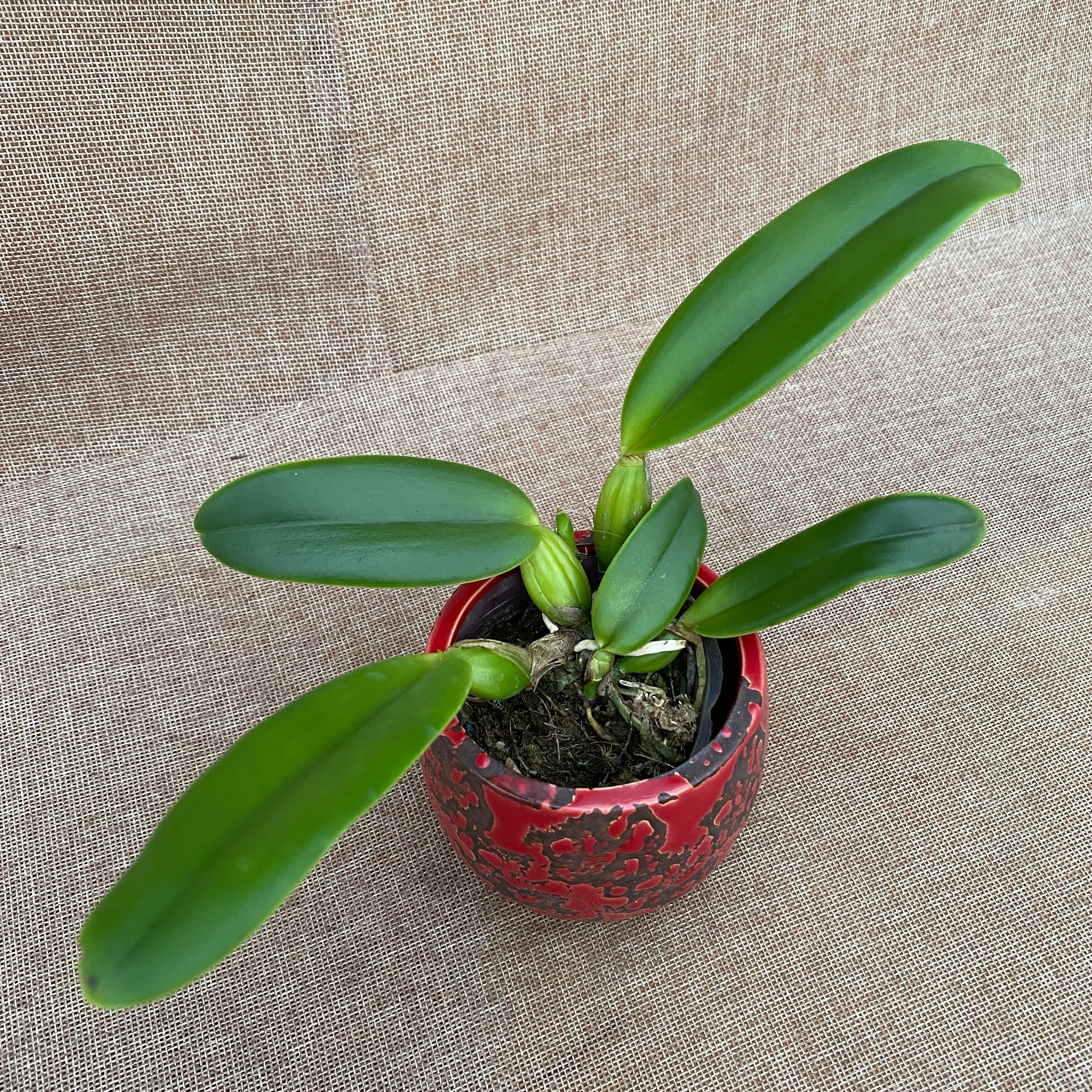 Cattleya lueddemanniana var. coerulea
