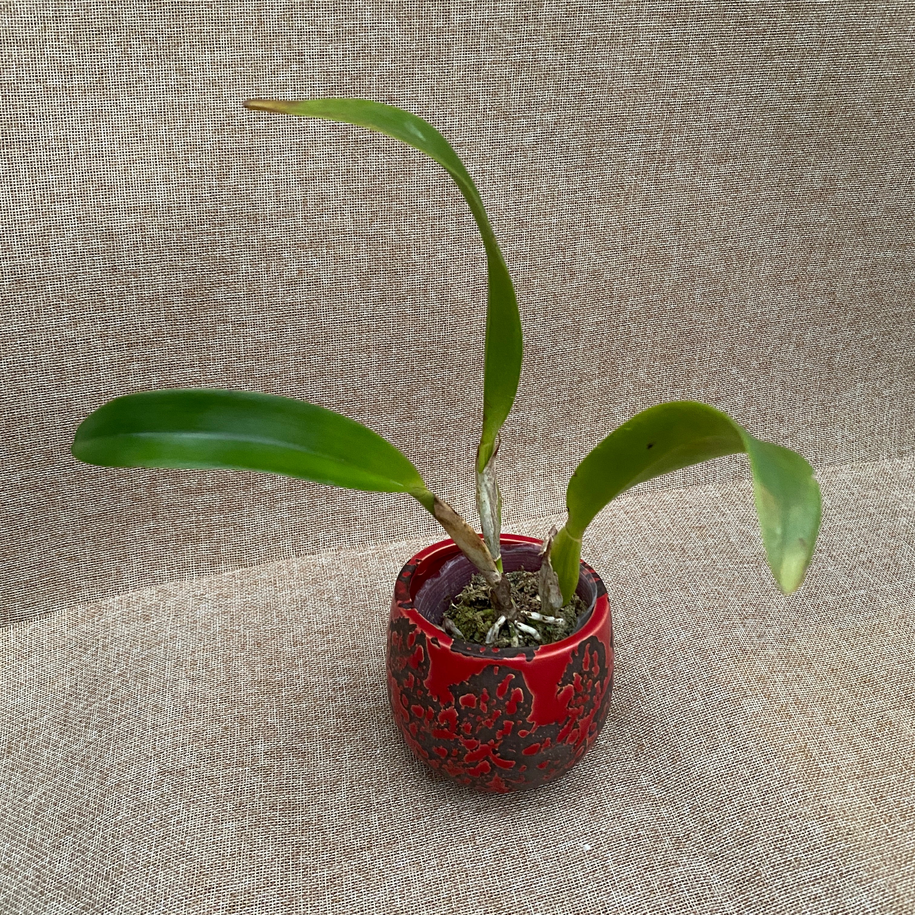 Rlc. Empereur Chialin