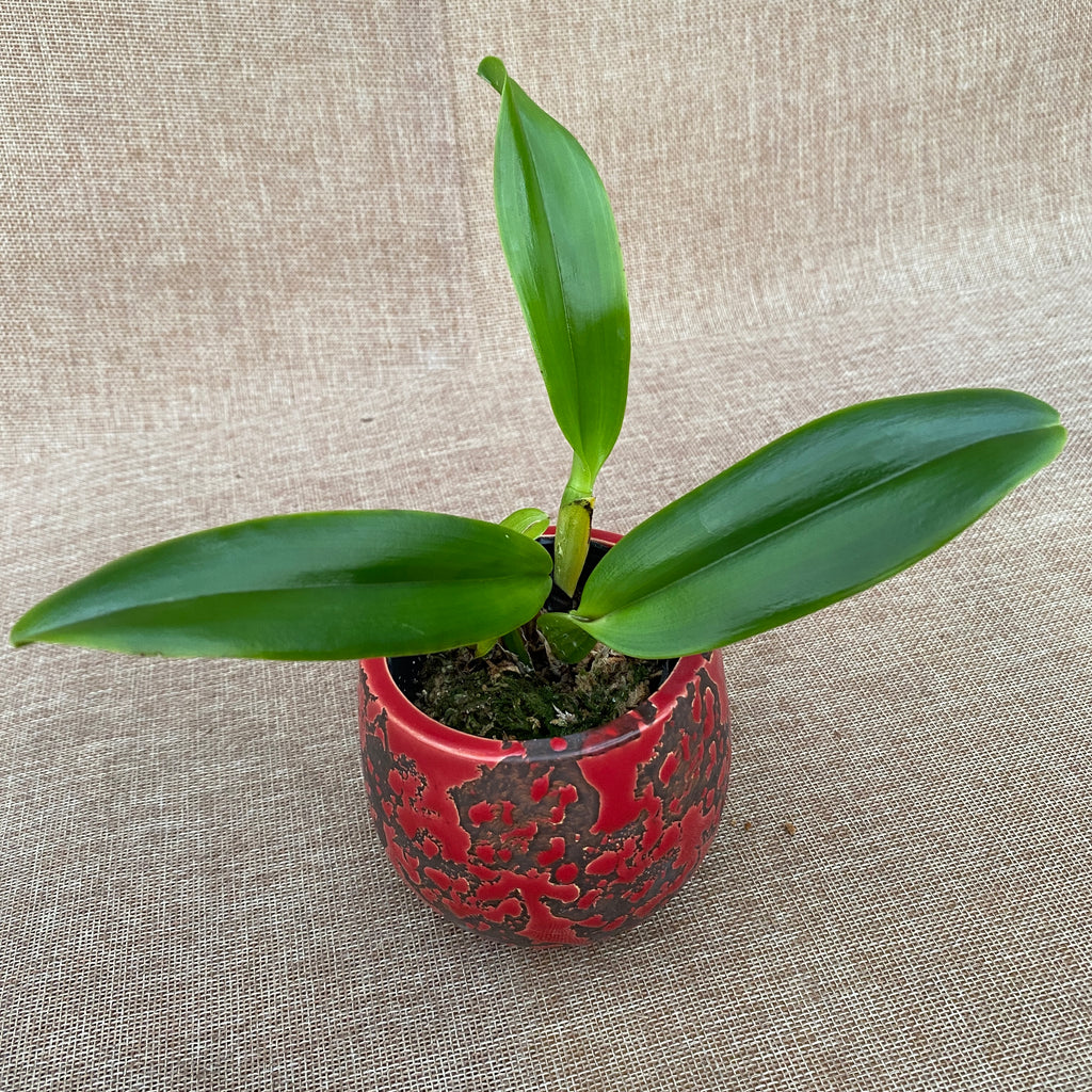 Cattleya labiata var. alba - voňavá