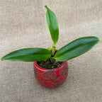 Cattleya labiata var. alba - profumata