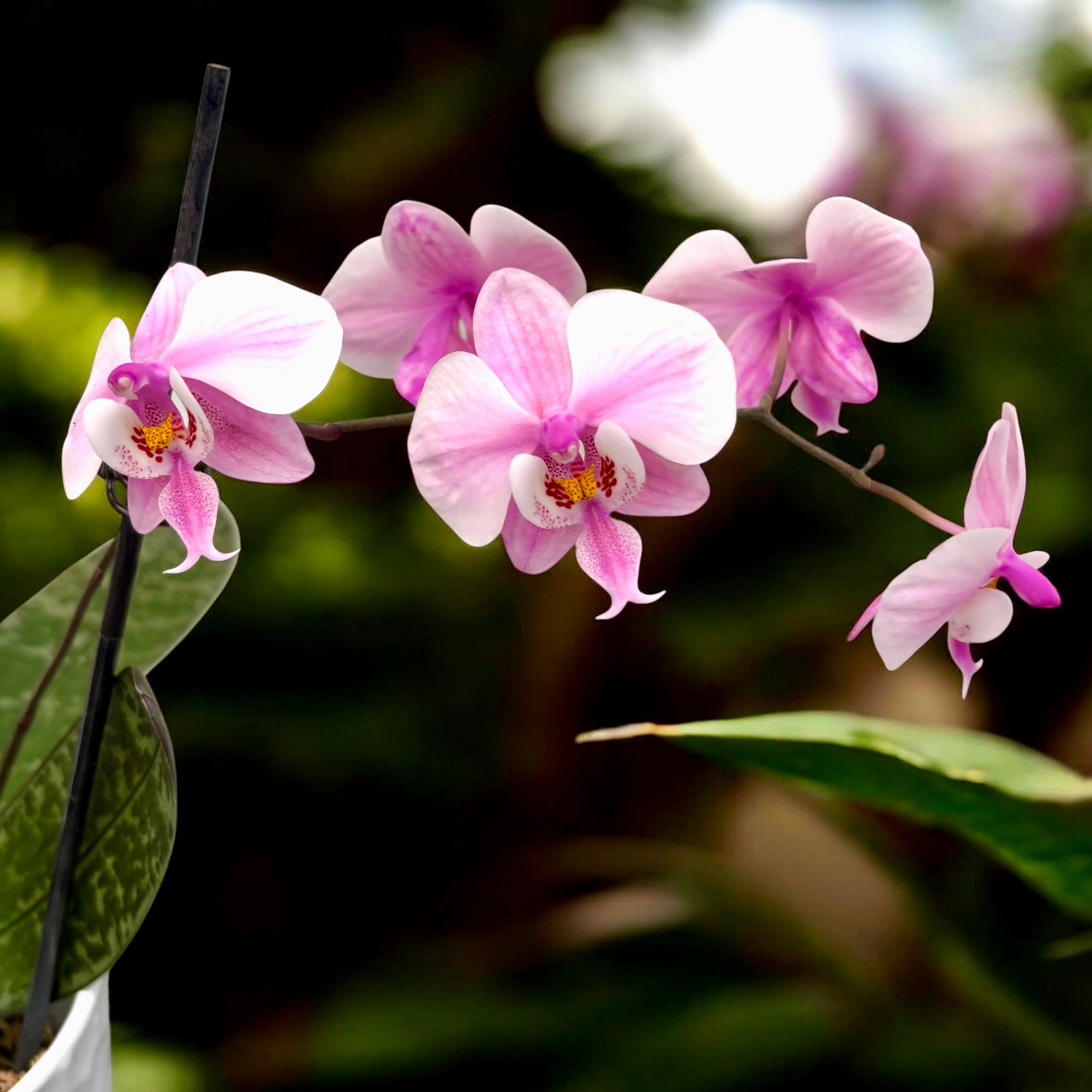 Phalaenopsis schilleriana 'Stripes'