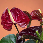 Anthurium (Andreanum Grp) 'Tranquillo' - Flamingo flower with dark burgundy flowers