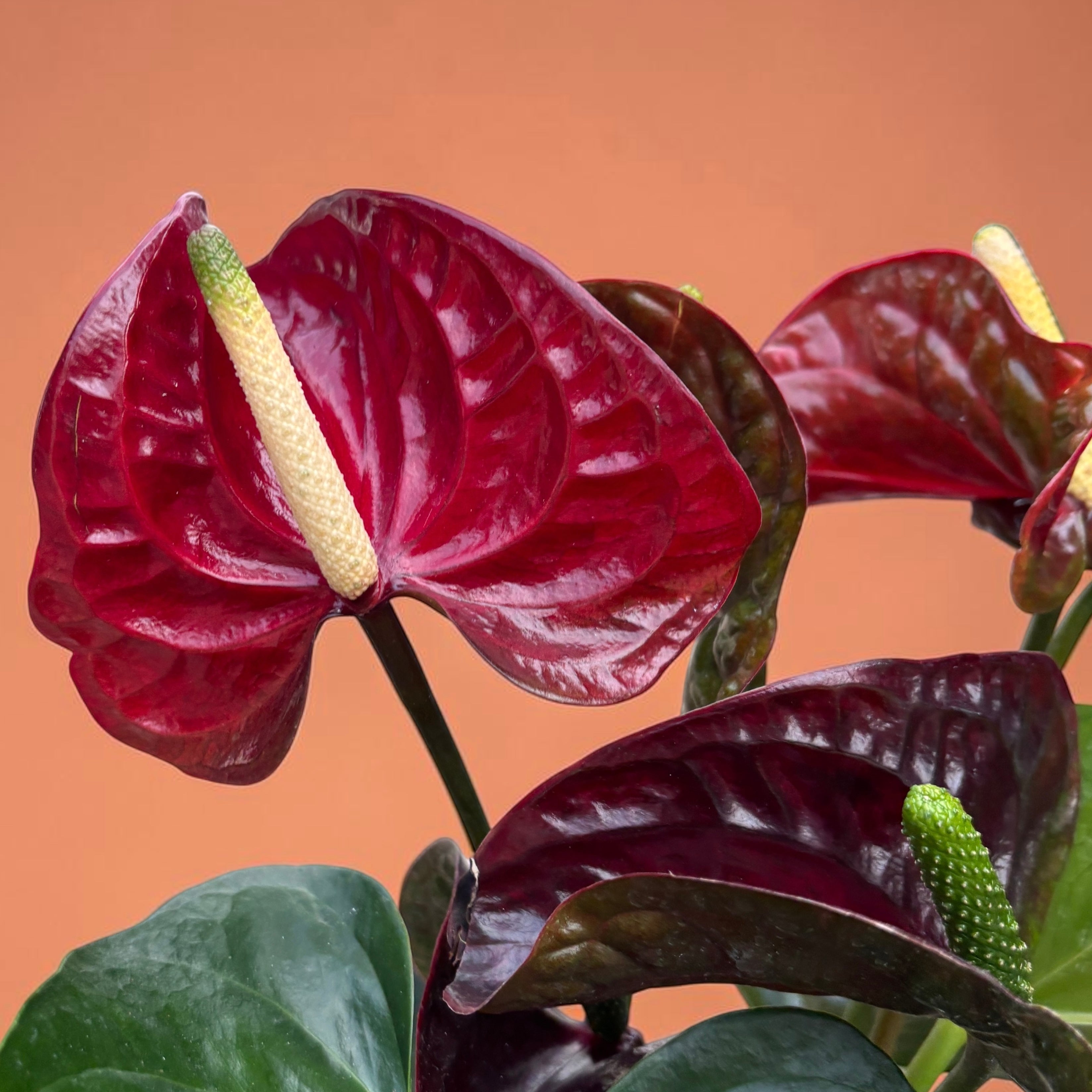 Anthurium (Andreanum-Gruppe) „Tranquillo“ – Flamingoblume mit dunkel bordeauxroten Blüten