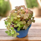 Oxalis ‘Sunset Velvet’ (‘Oro’)