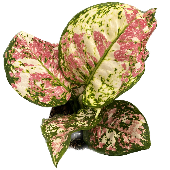 Aglaonema 'Jazzy Red'