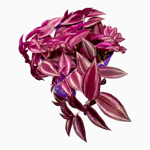 Tradescantia zebrina Purple Passion – 5 Pflanzen/Topf