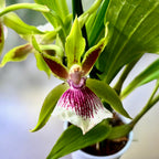 Zygopetalum Rhein Harlequin 'Strong' (flori intens parfumate)