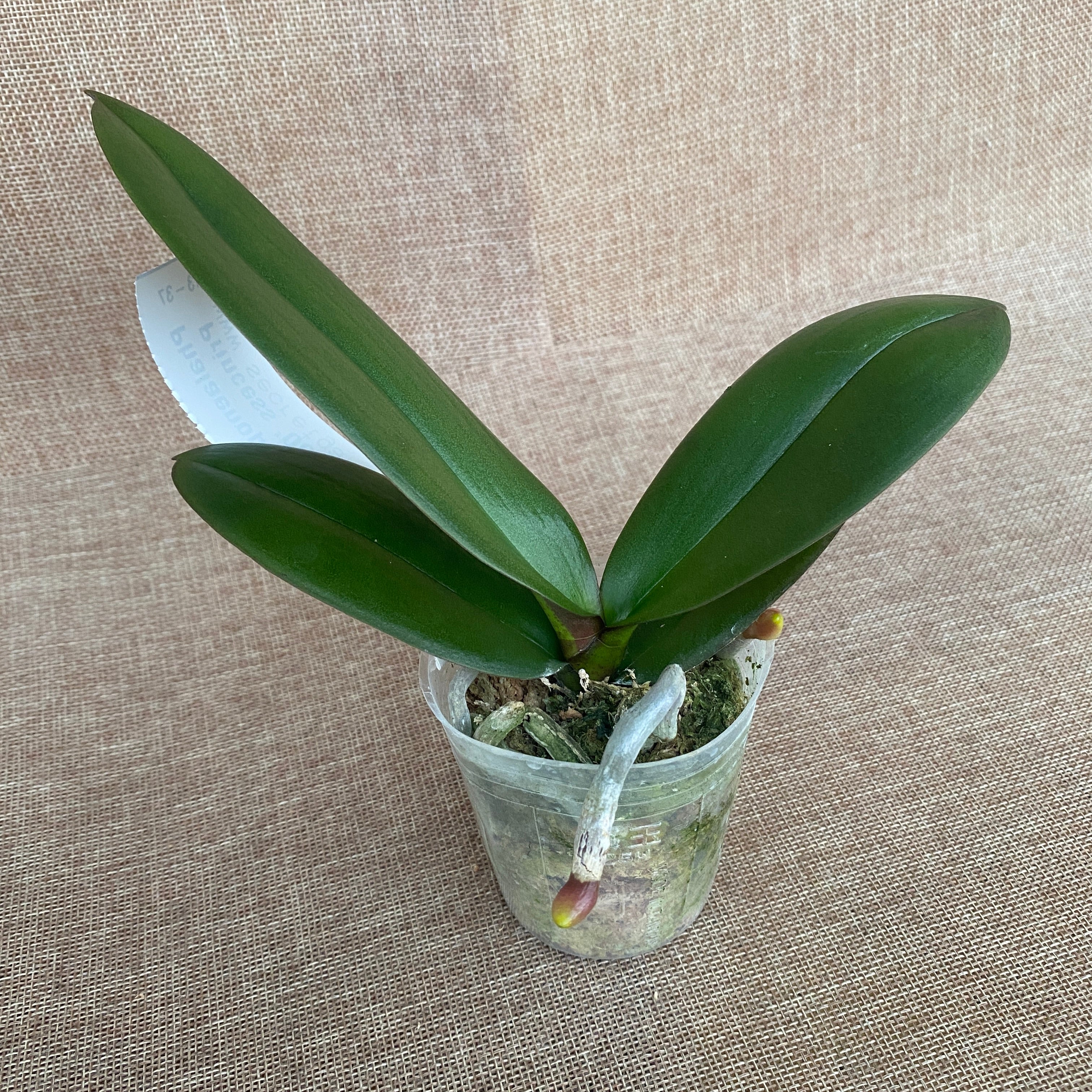 Phalaenopsis Younghome Prinzessin '06116' - große Lippe